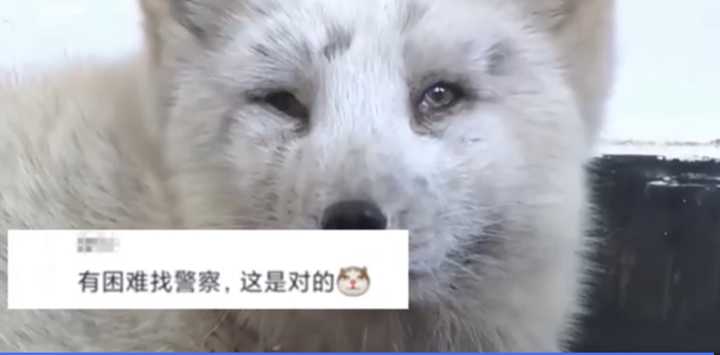 不愧是“狐貍精”，知道“有困難找警察”！東北銀狐進派出所求助