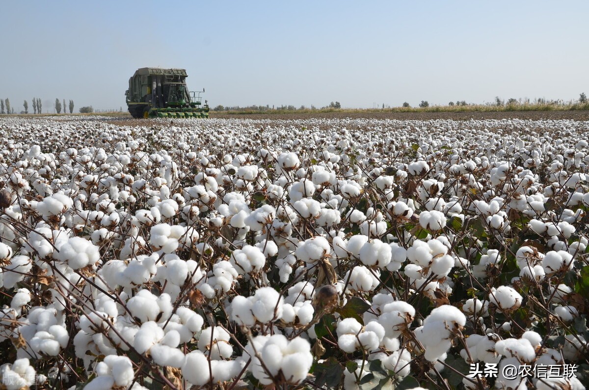 新疆棉花成为“众矢之的”！为何我国进口棉花却增67%？