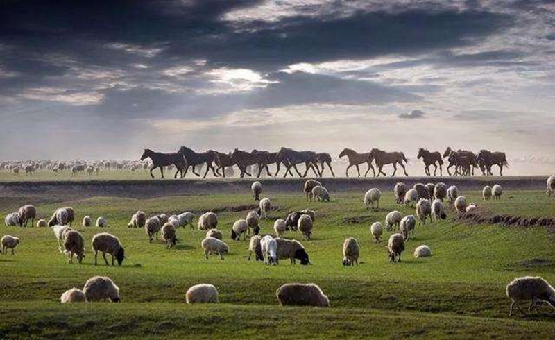 蒙古赠送的3万只羊，现在赶到哪里了？