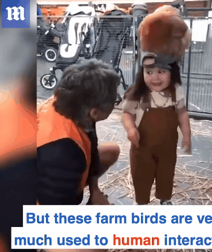 被親媽偷拍兩年，4歲“迪士尼公主”爆紅澳洲！ 竟是因為一隻雞？