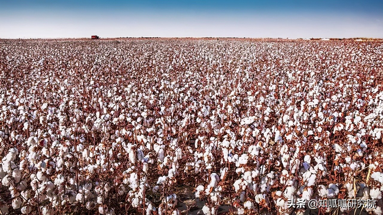 Henan enterprise applies for " Xinjiang cotton " brand out of court