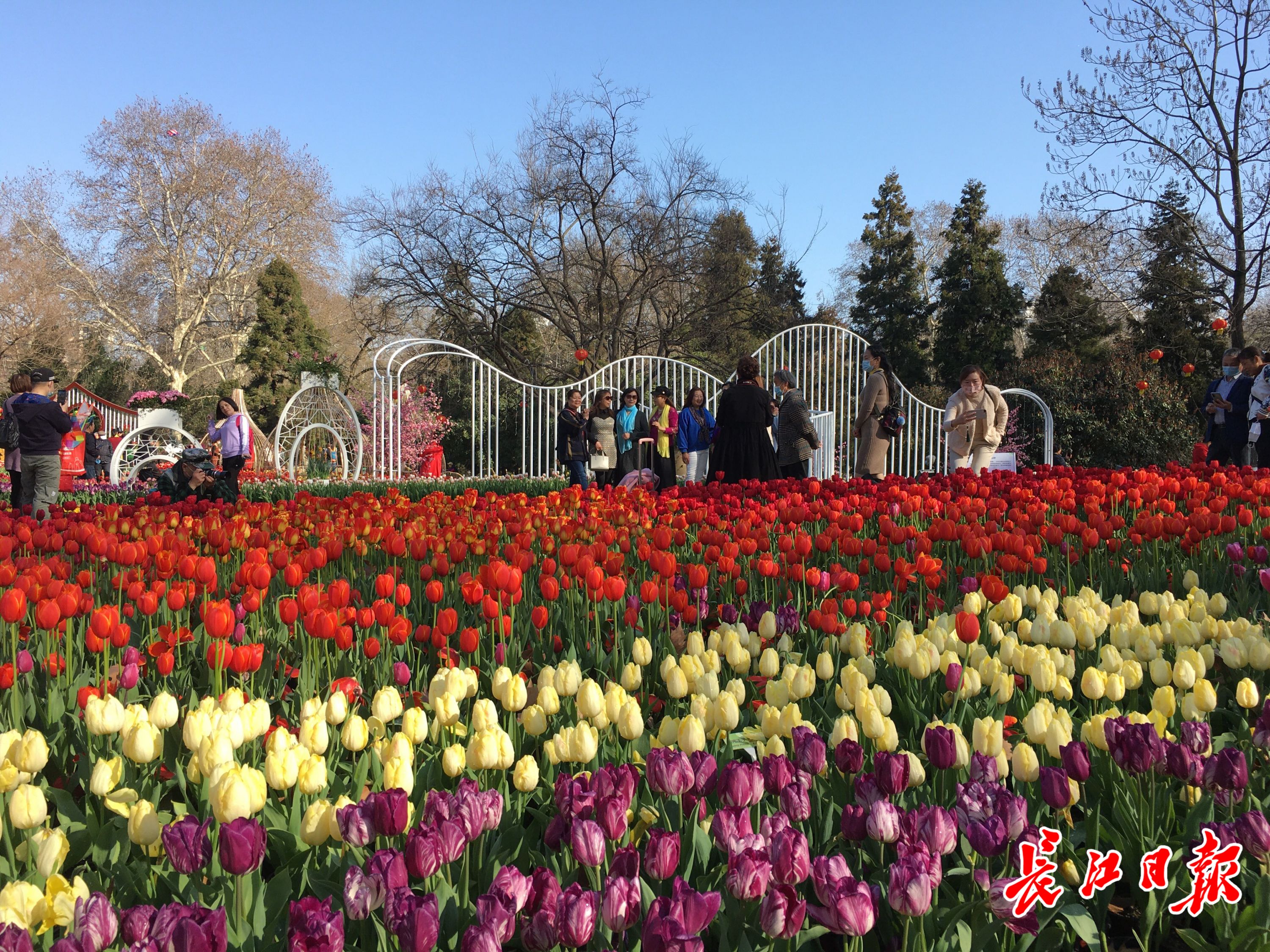 湖北赏花地图 | 梅花,早樱,玉兰,郁金香.武汉公园里百花齐放