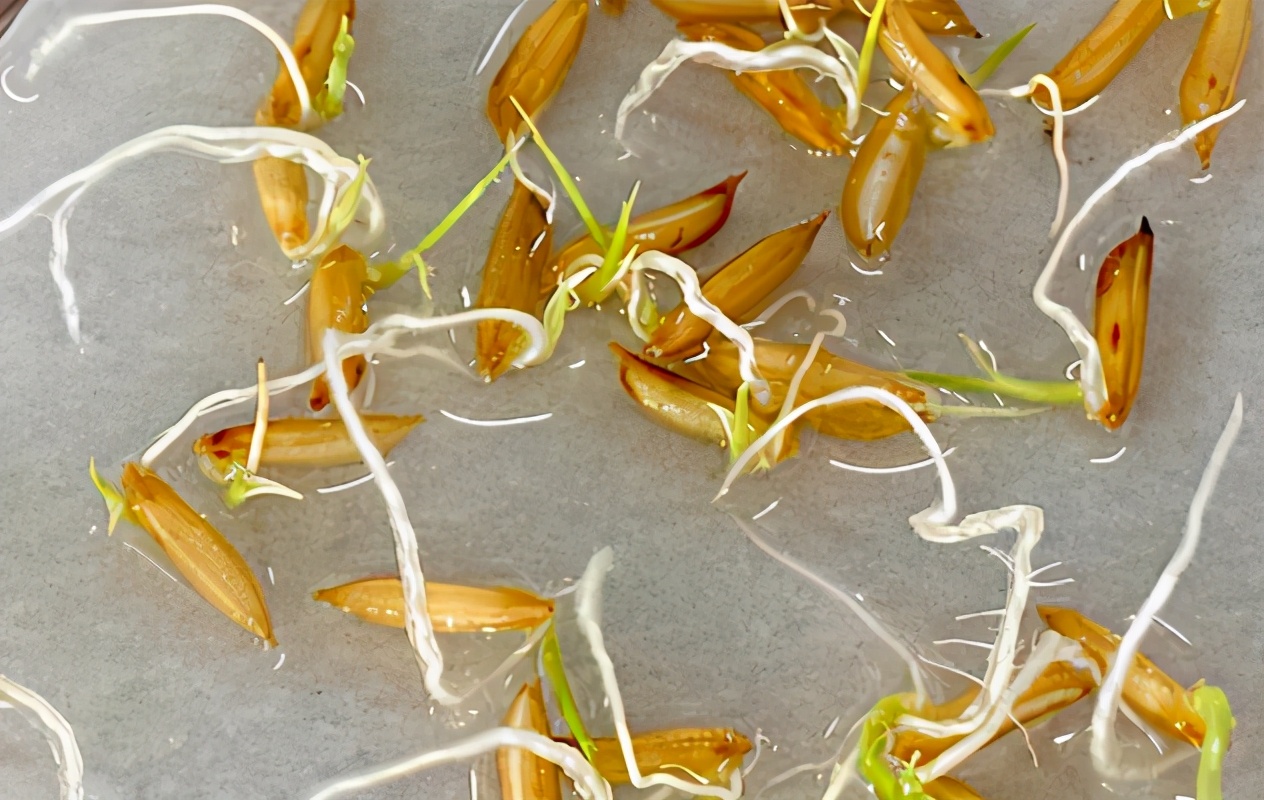 和嫦娥五号上天的水稻种子发芽了这将提高水稻产量口感