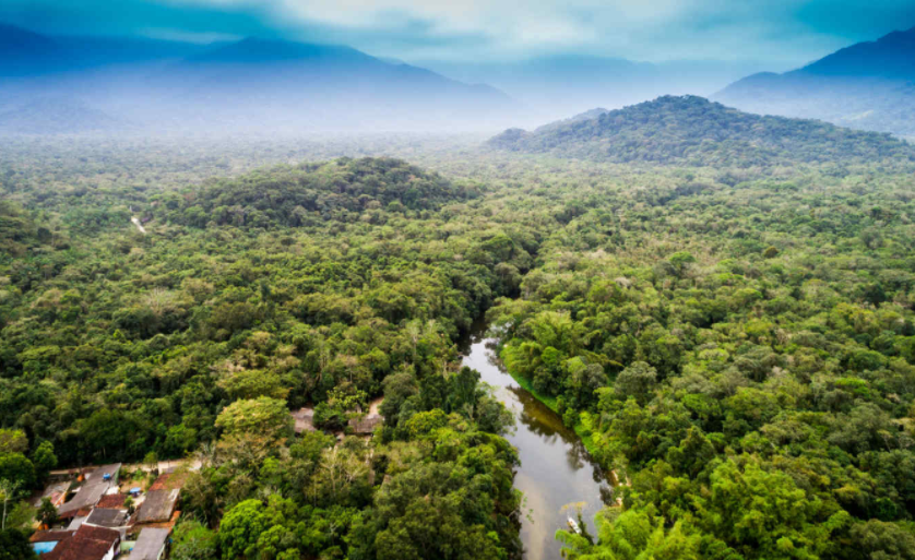 “绿肺”废了？专家：全球最大热带雨林已是碳排放大户
