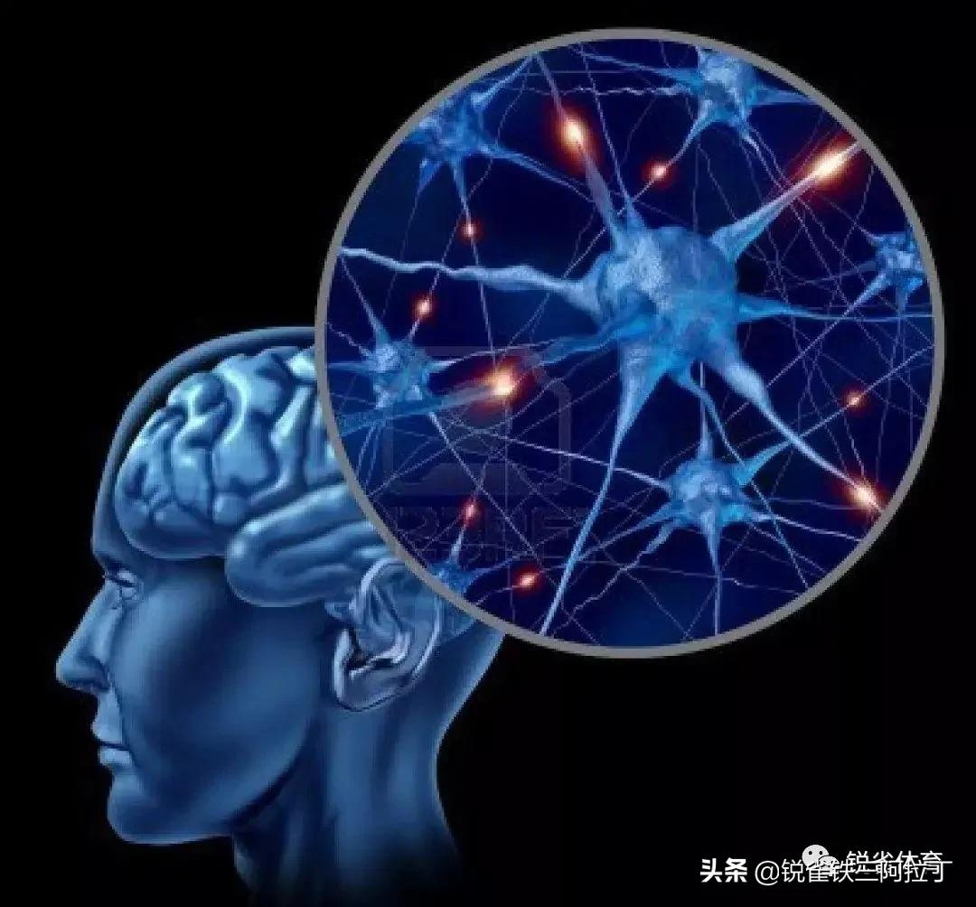 体内激素是如何指挥你运动的