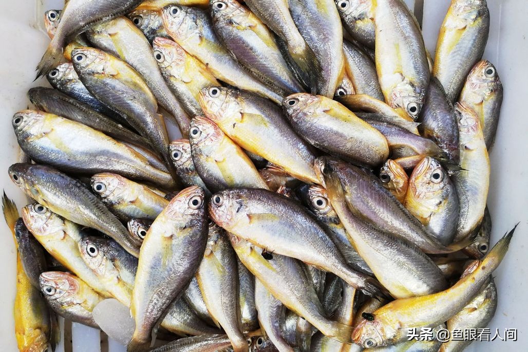 海鲜到市场涨价两成多，4元一斤带鱼到7元，开渔后梭子蟹价稳