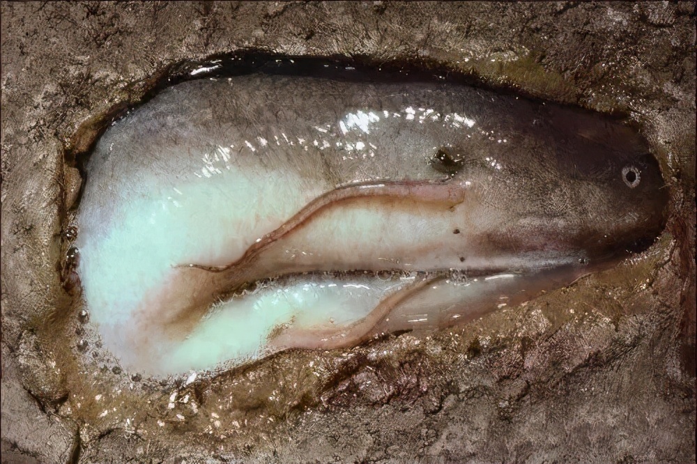 生命最顽强的鱼！肺鱼离开水藏在土墙里，也能苟活4年之久