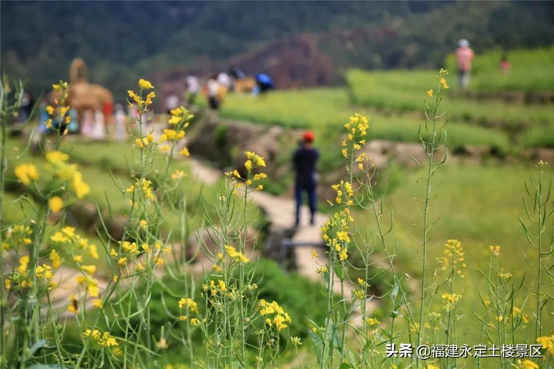 阳春三月 · 永定初溪土楼赴一场春之约