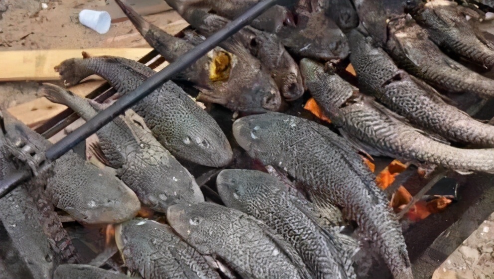 清道夫鱼不是清洁工，而是入侵物种，泛滥成灾，吃货表示无能为力