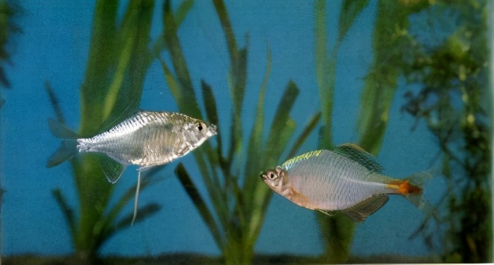 27 中华鰟鲏 鲤科(桃花鱼,七色鱼)zacco platpus (schlegel)26 宽鳍鱲