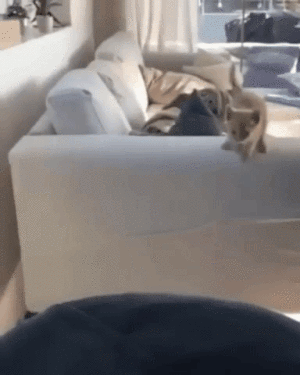 搞笑gif神评:女友首次开车上路,让人操碎了心