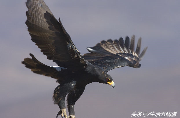 鹰的种类有哪些（在中国常见的10种鹰介绍）