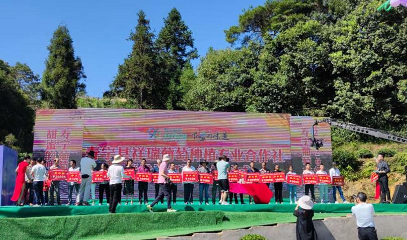 “寿宁葡萄，甜蜜的味道”2020年寿宁葡萄丰收节圆满举办成功