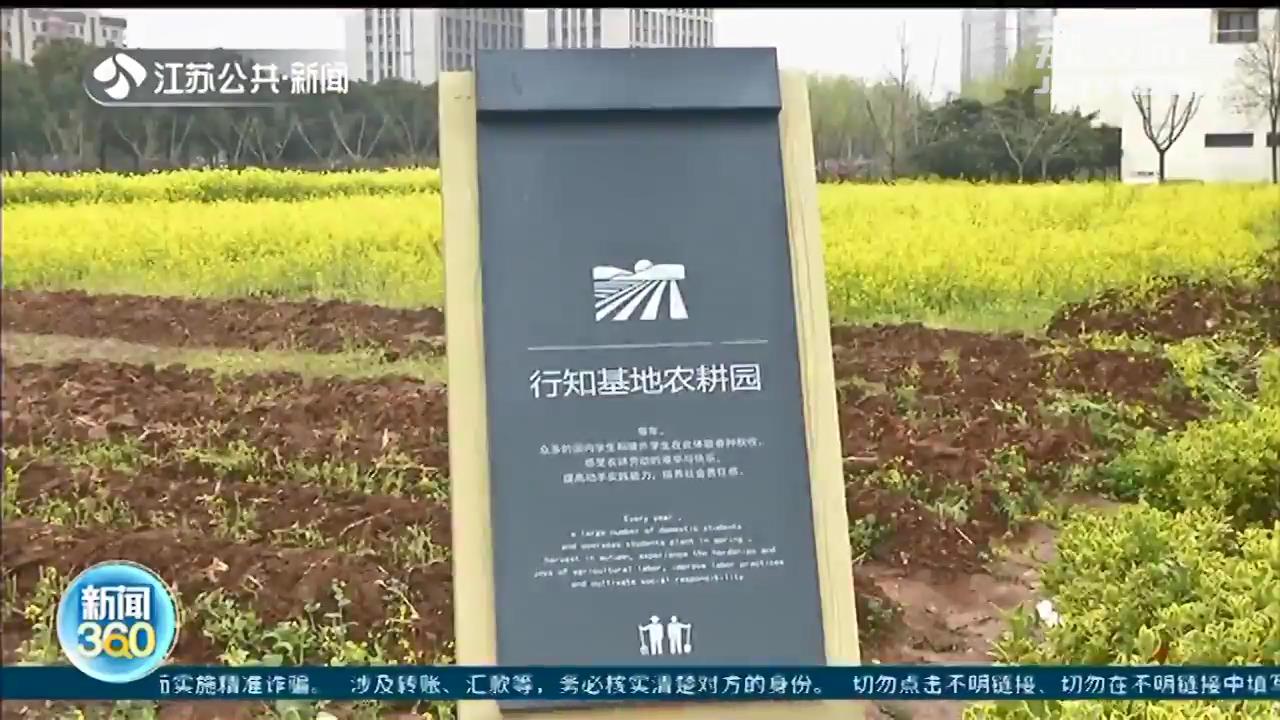 下地制山芋垄 体验农村生活 点赞南京中学生的 种地课 荔枝新闻