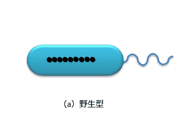 中科院電工所陳海濤 等：趨磁細(xì)菌運(yùn)動(dòng)學(xué)特性分析及與鞭毛的關(guān)系