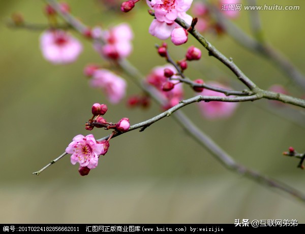 咏梅的诗词300首，赞美梅花傲骨的诗句