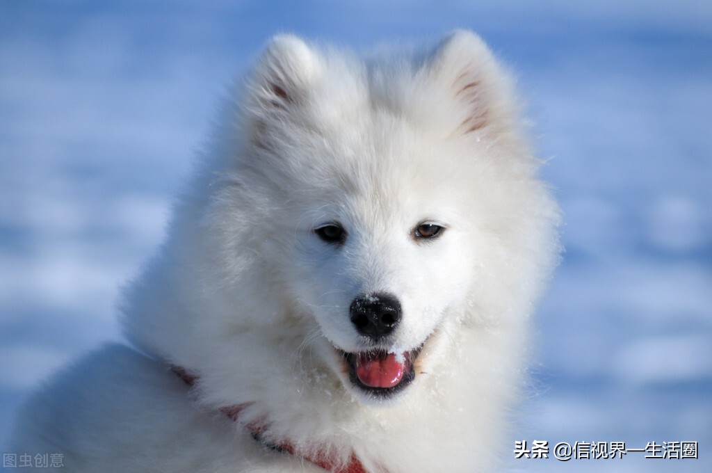 適合單身女生養的萌寵 信視界 生活圈 Mdeditor