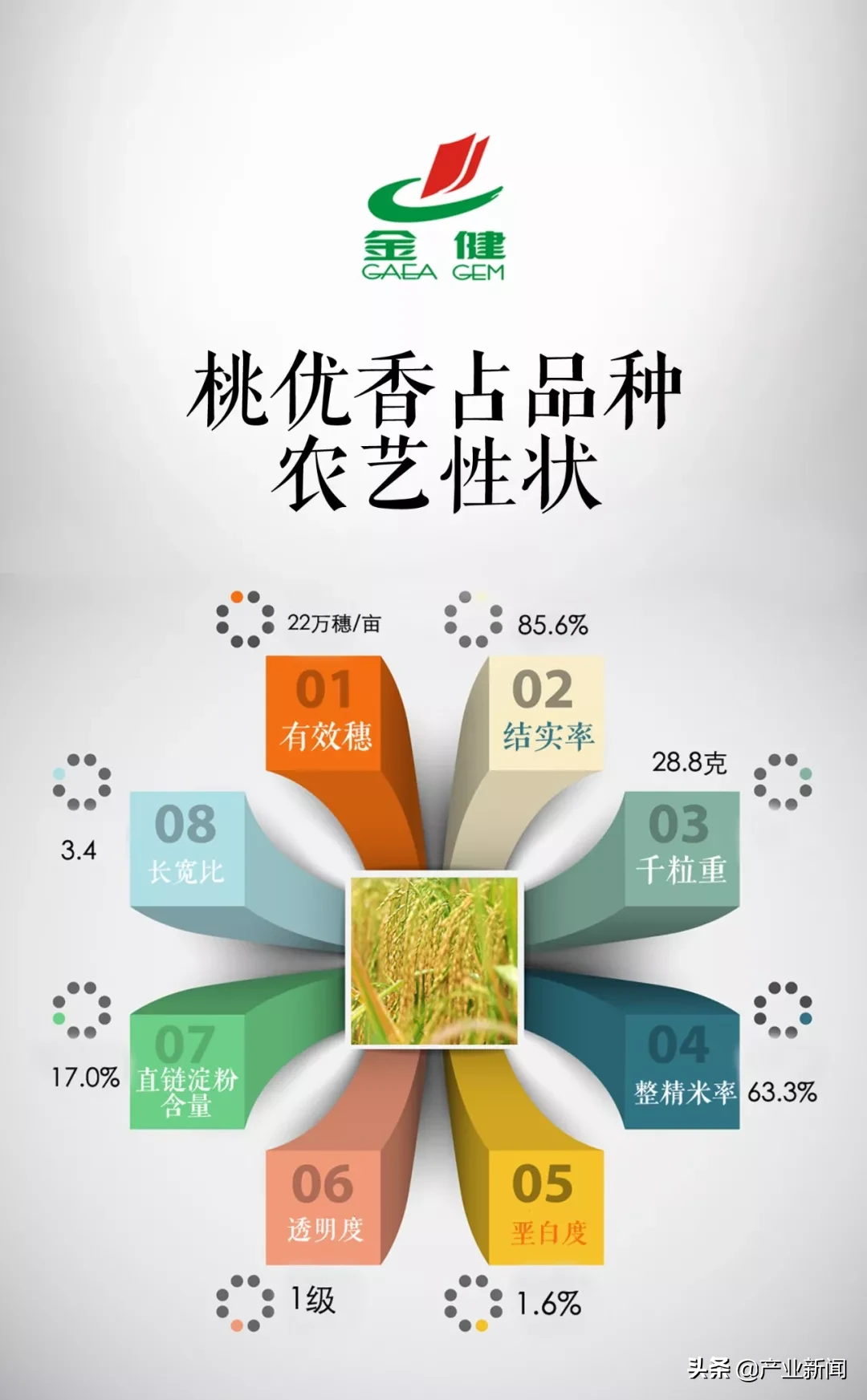 一张图读懂水稻品种的选择
