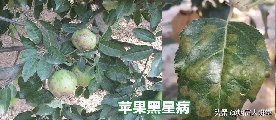 入夏雨水频繁 打好苹果套袋前第三遍药