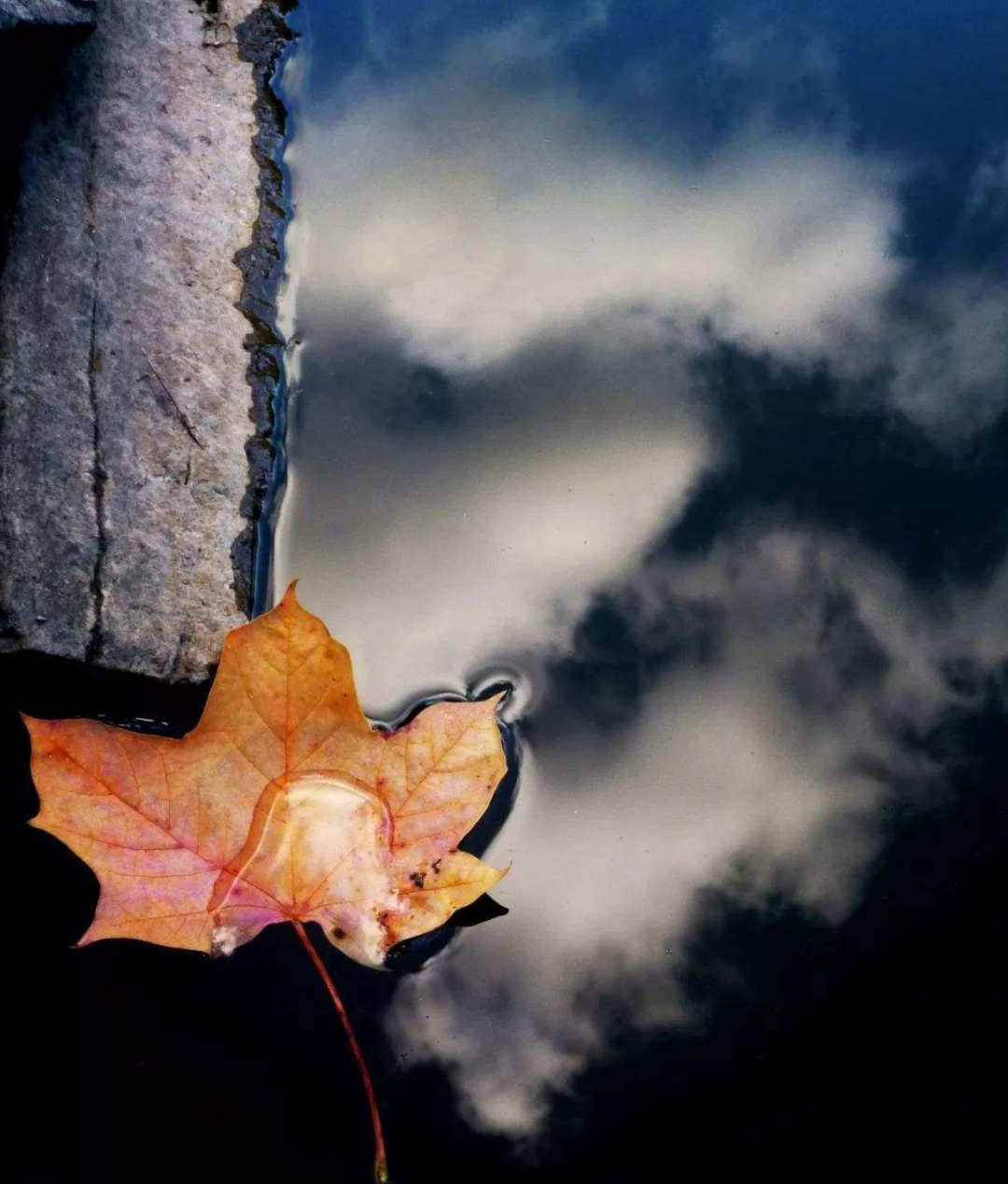 刘禹锡笔下的秋天，每一句都那么惊艳，美得令人心醉-第21张图片-诗句网