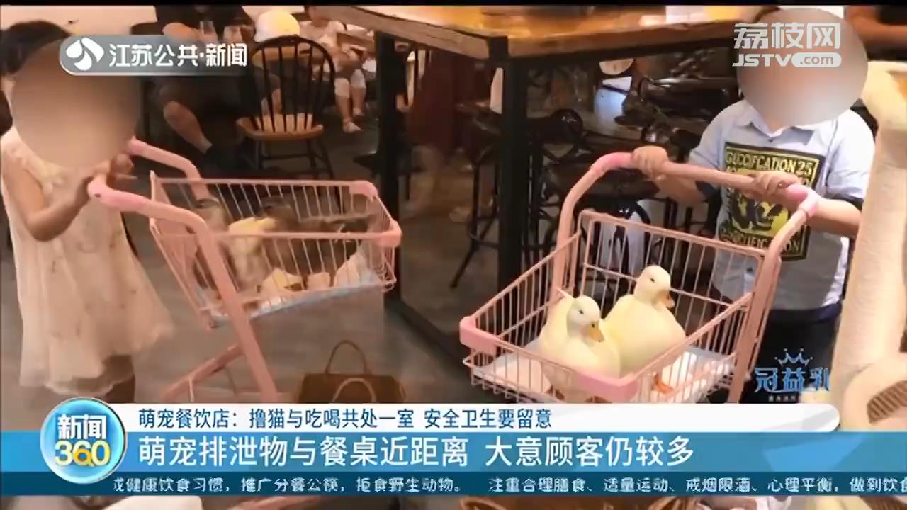 萌宠餐饮店边吃饭边摸柯尔鸭？排泄物与餐桌近距离