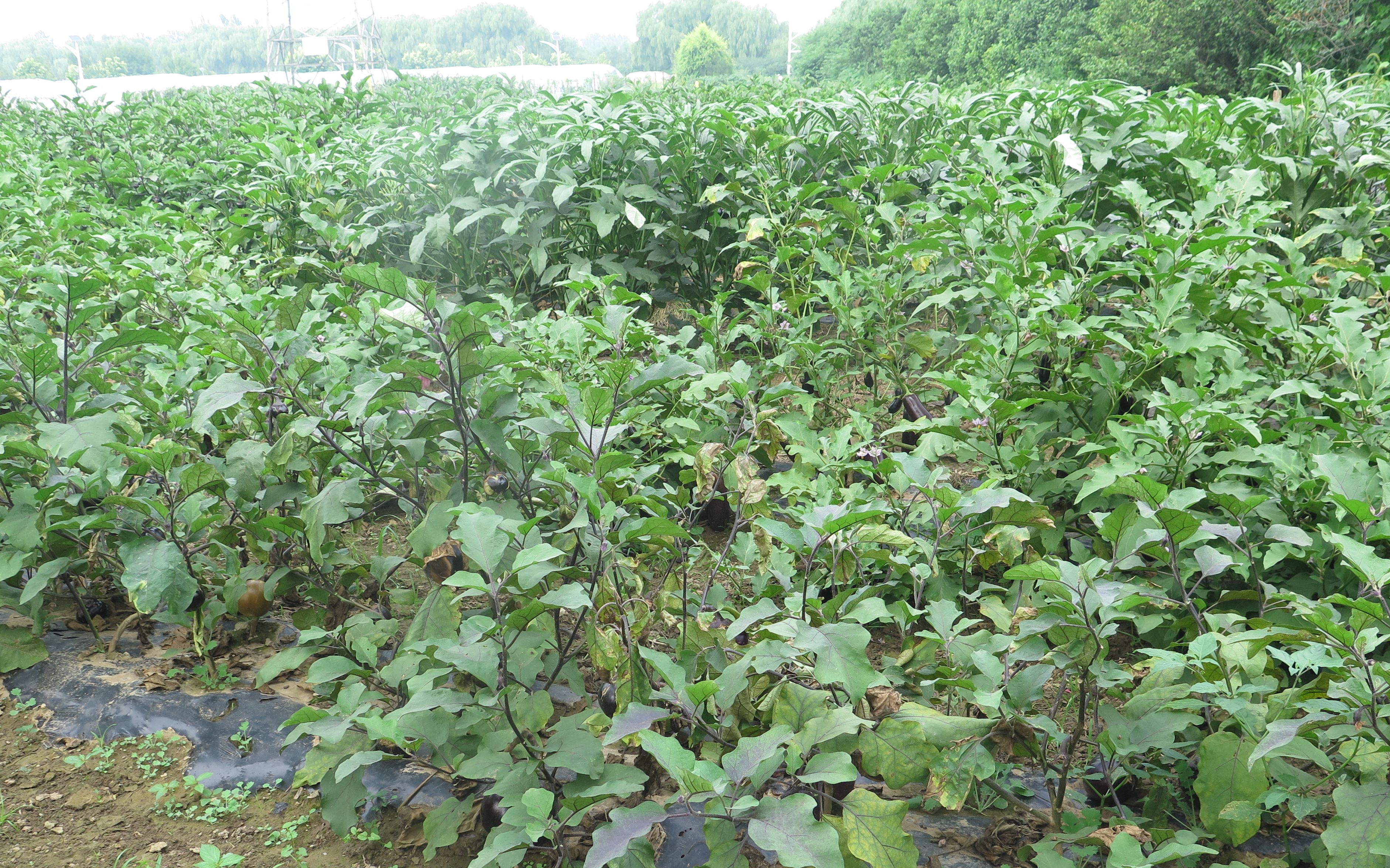 最近多雨天气蔬菜难定植 专家：农时未过暂勿慌