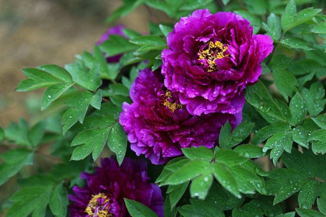 落尽残红始吐芳,佳名唤作百花王,雍容华贵的牡丹欣赏