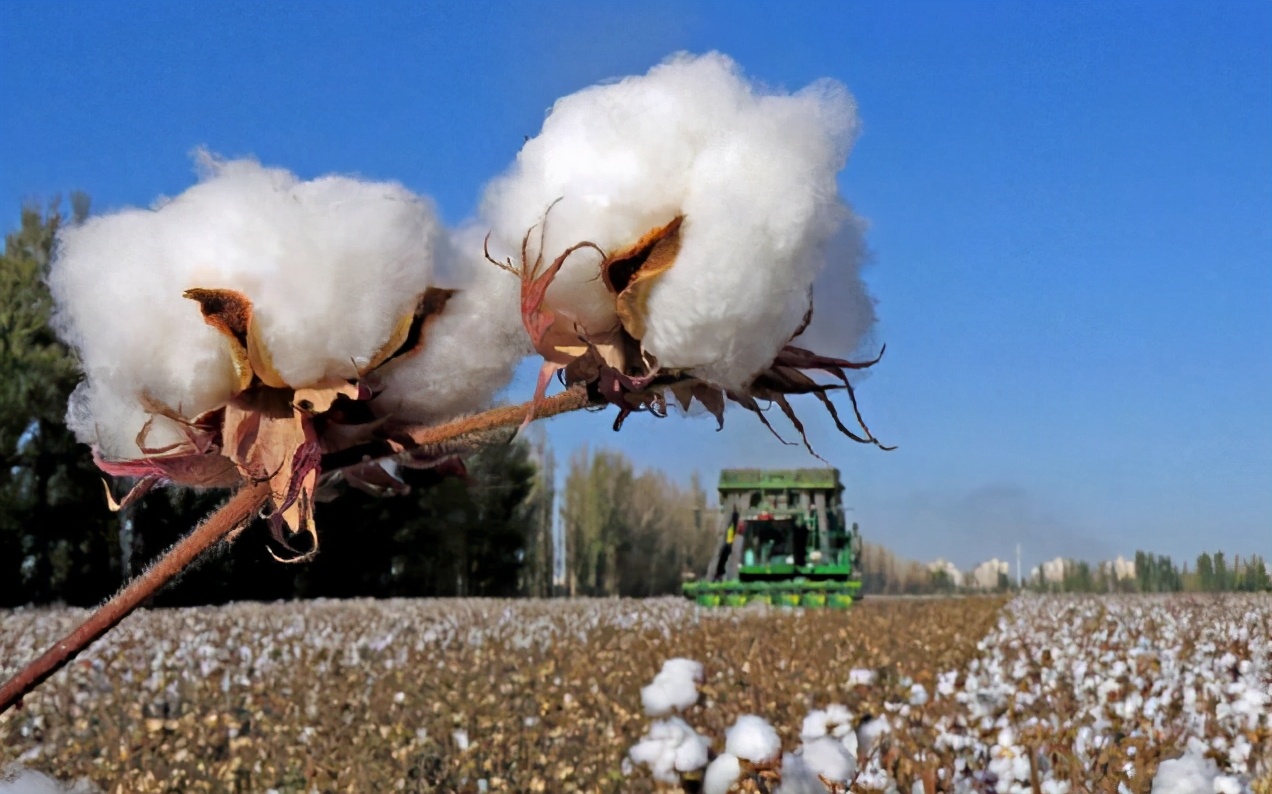 关于“停用新疆棉花”的6大事实