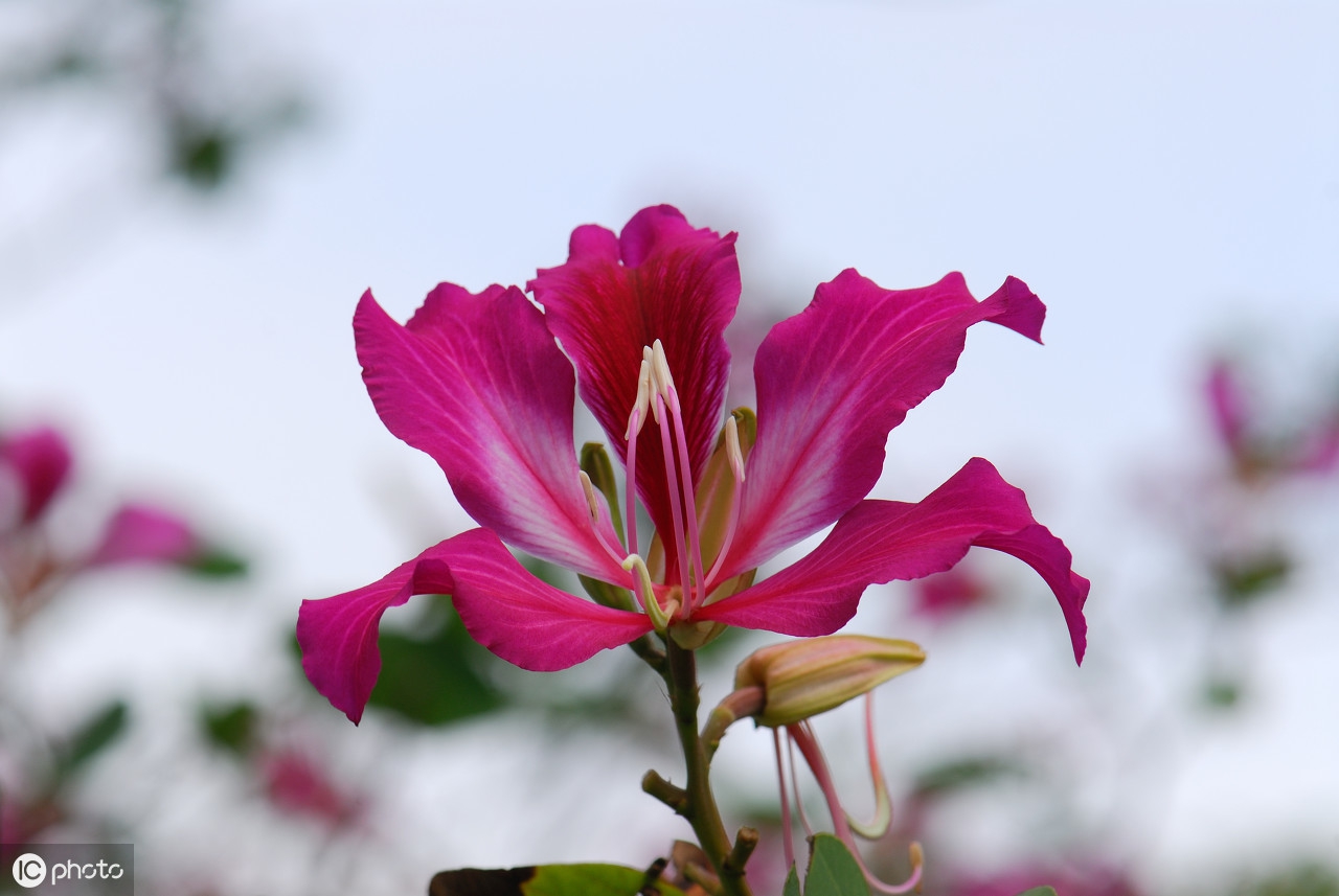 香港的市花是什麼花啊(香港的市花的寓意和象徵)