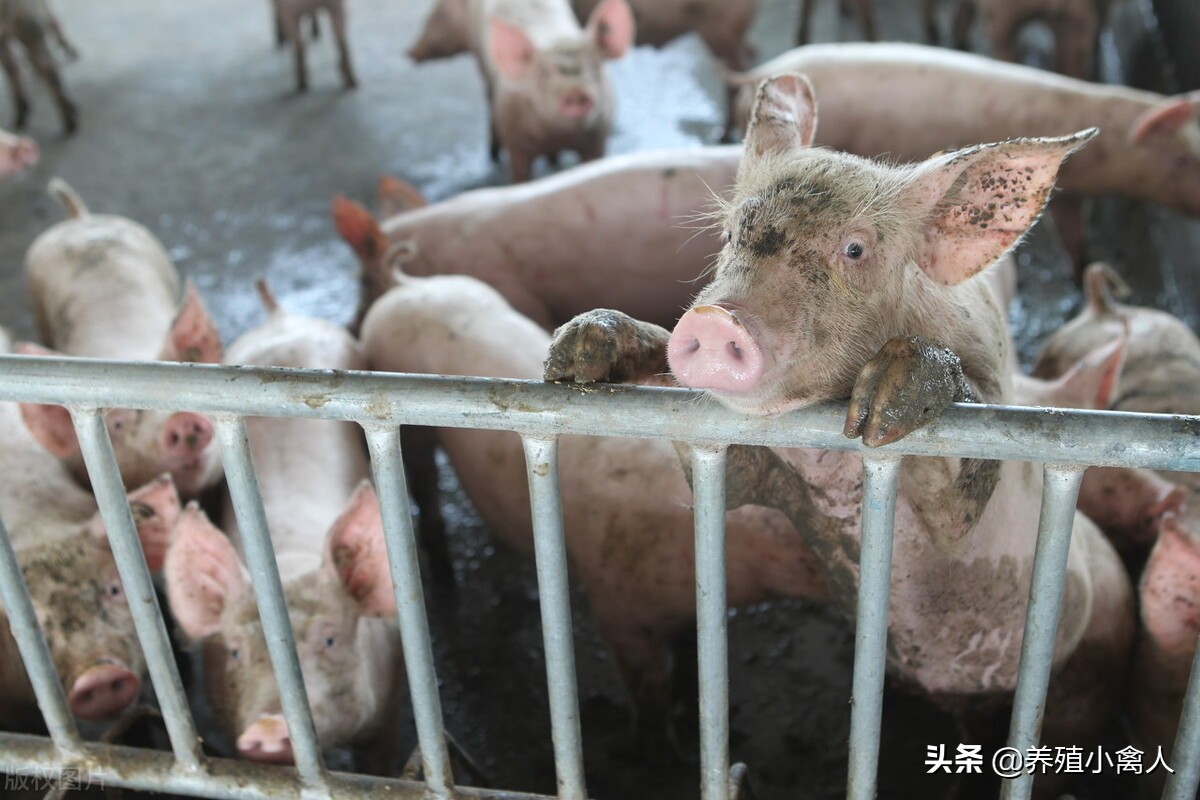 Newest release: Sichuan prohibits clearly live pig crosses a province to allocate and transport