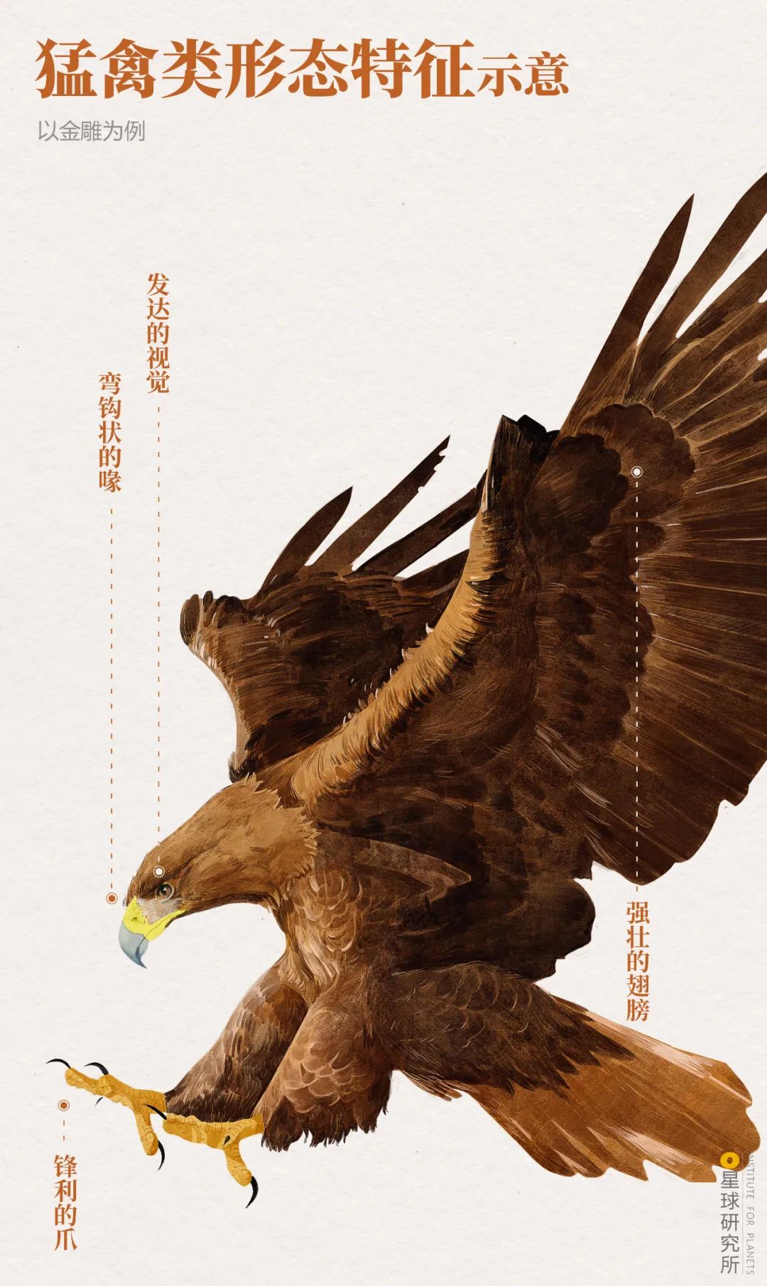中國的鳥類 有多美 星球研究所 Mdeditor