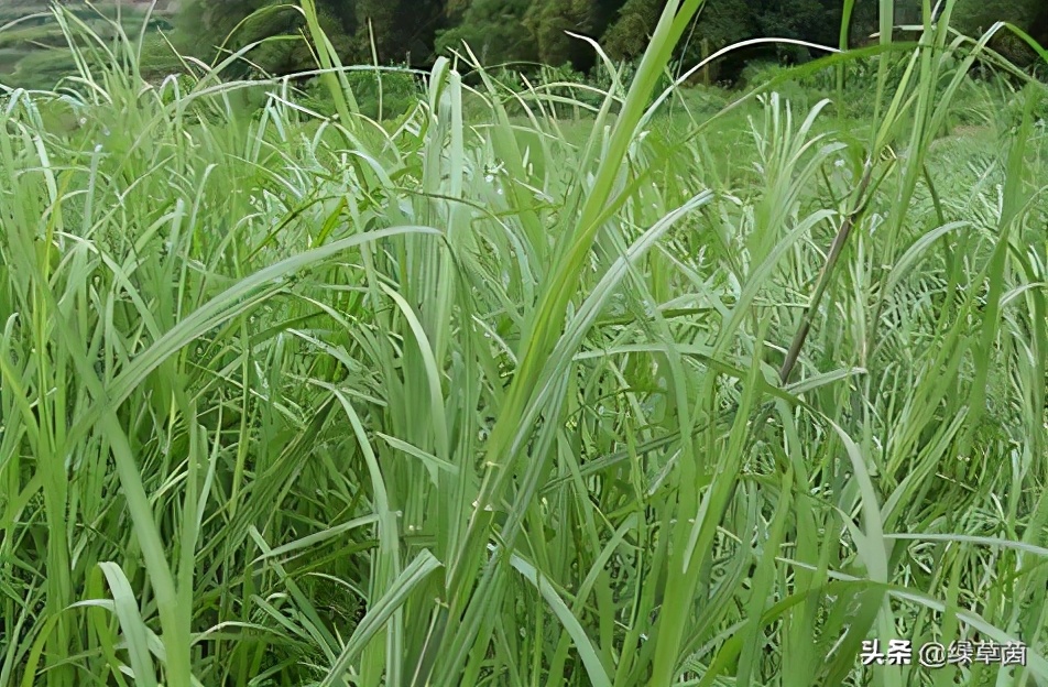 能够耐水淹的几款牧草，适合雨水较多的地区，种植效果极佳