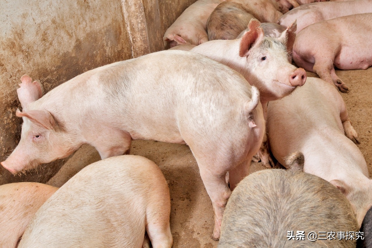 4月份全国生猪价格“稳定”，未来市场行情需注