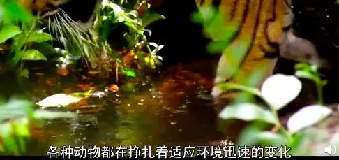 bbc纪录片揭秘气候变化真相:留给人类的时间不多了!| 花边阅读