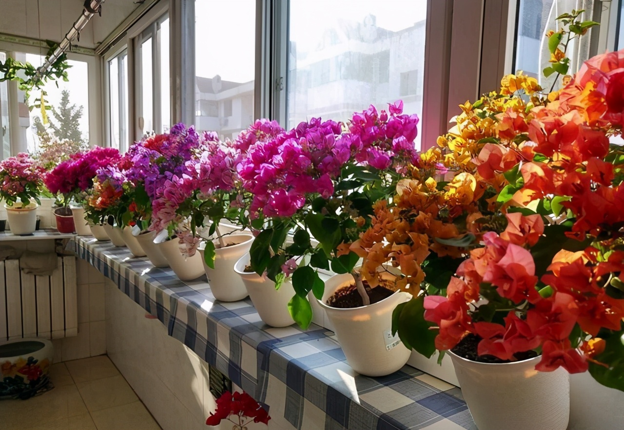 网购花卉易“受骗”，生气又费钱？教你3点别再“看走眼”