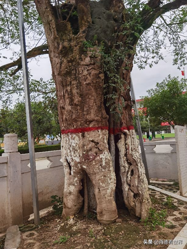 汉光武帝刘秀故里真在南阳，瓦店镇古白水村千年古树见证东汉故事