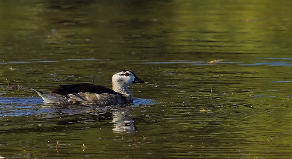 好消息！棉鳧曾在我國消失近50年，如今在安徽巢湖半島第1次發現