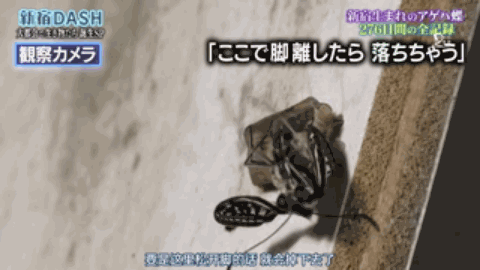 胆小慎入！这个日本综艺，花276天把一只大青虫拍得热血又中二