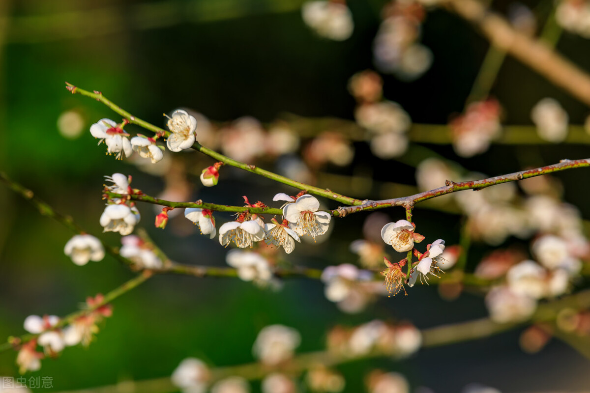 13種先花後葉的植物 各個花開枝頭 早早來報春 你見過幾種 Bf花花世界 Mdeditor