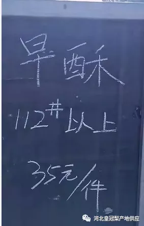 河北早熟梨陆续上市，收购价格未达到人们之前