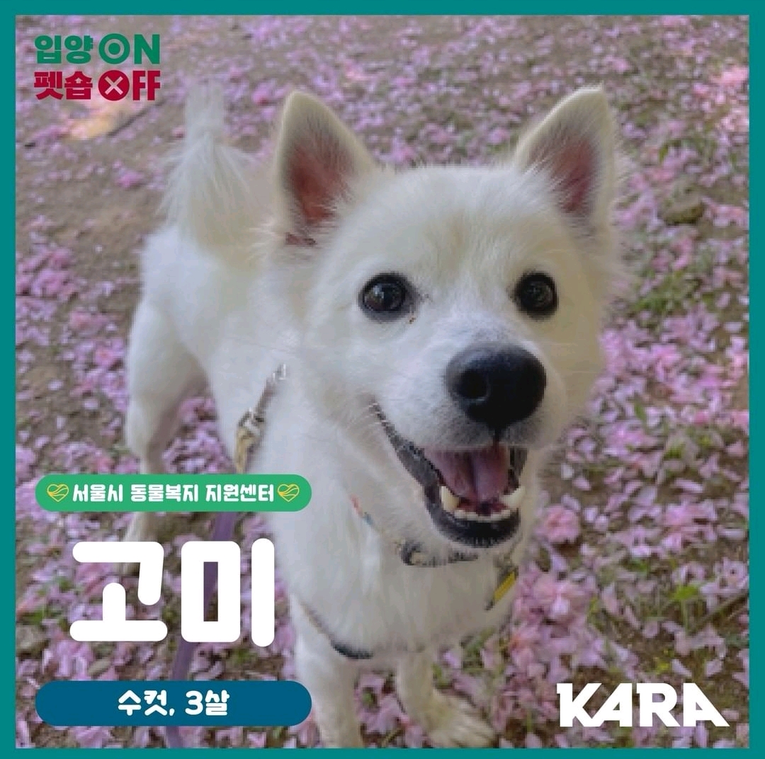 金希澈發言被遺棄動物協會批評：這樣做是把流浪狗趕到死角地帶