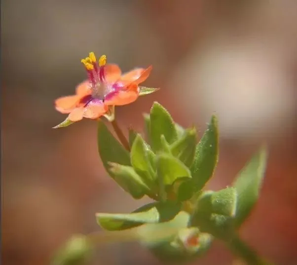 160種· 奇花異草，絕對有你沒見過的！ 「下部分」