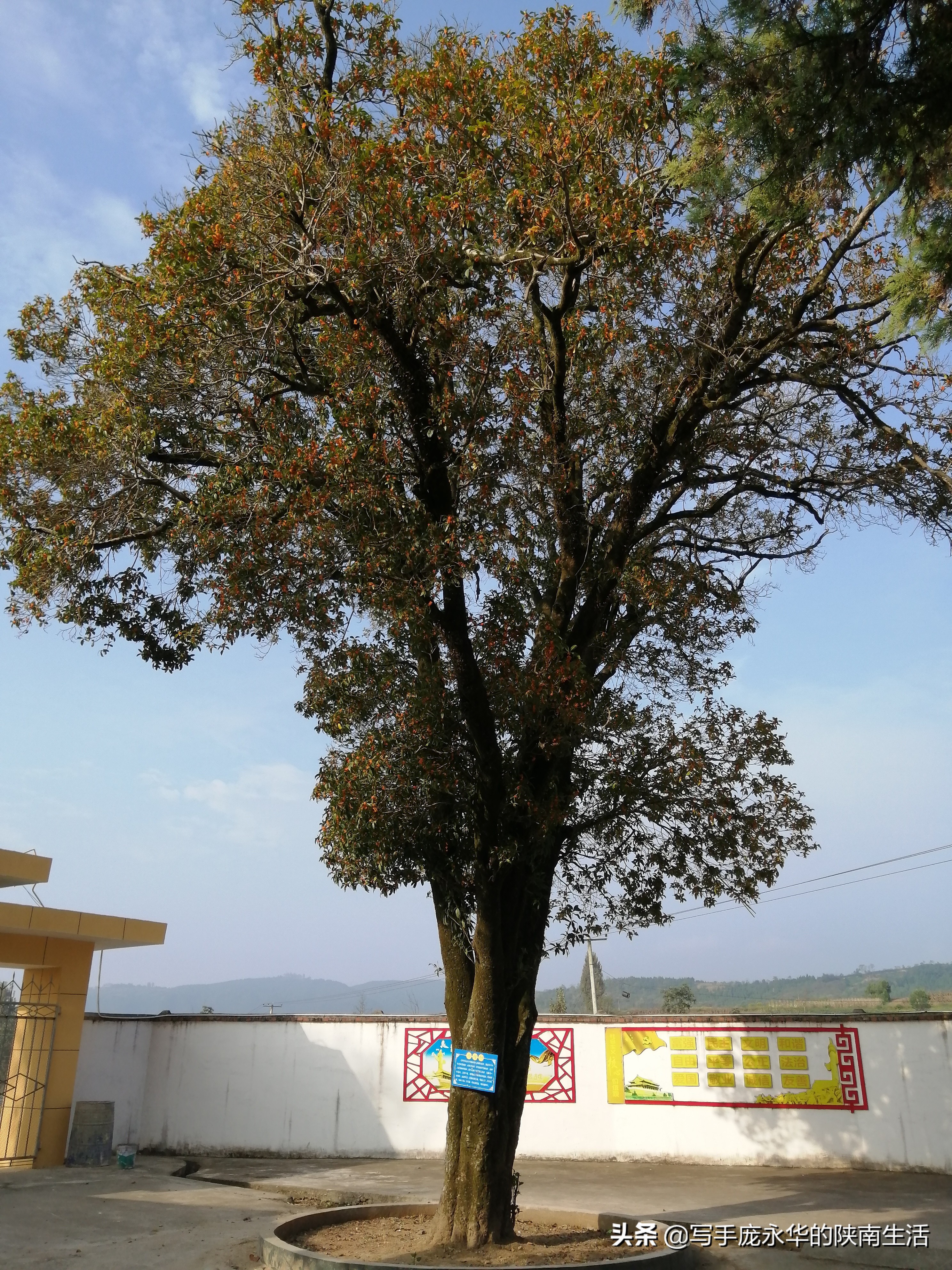 汉中地区 九棵古老的桂花树 深藏古寺和古墓 难得一见 写手庞永华的陕南生活 Mdeditor