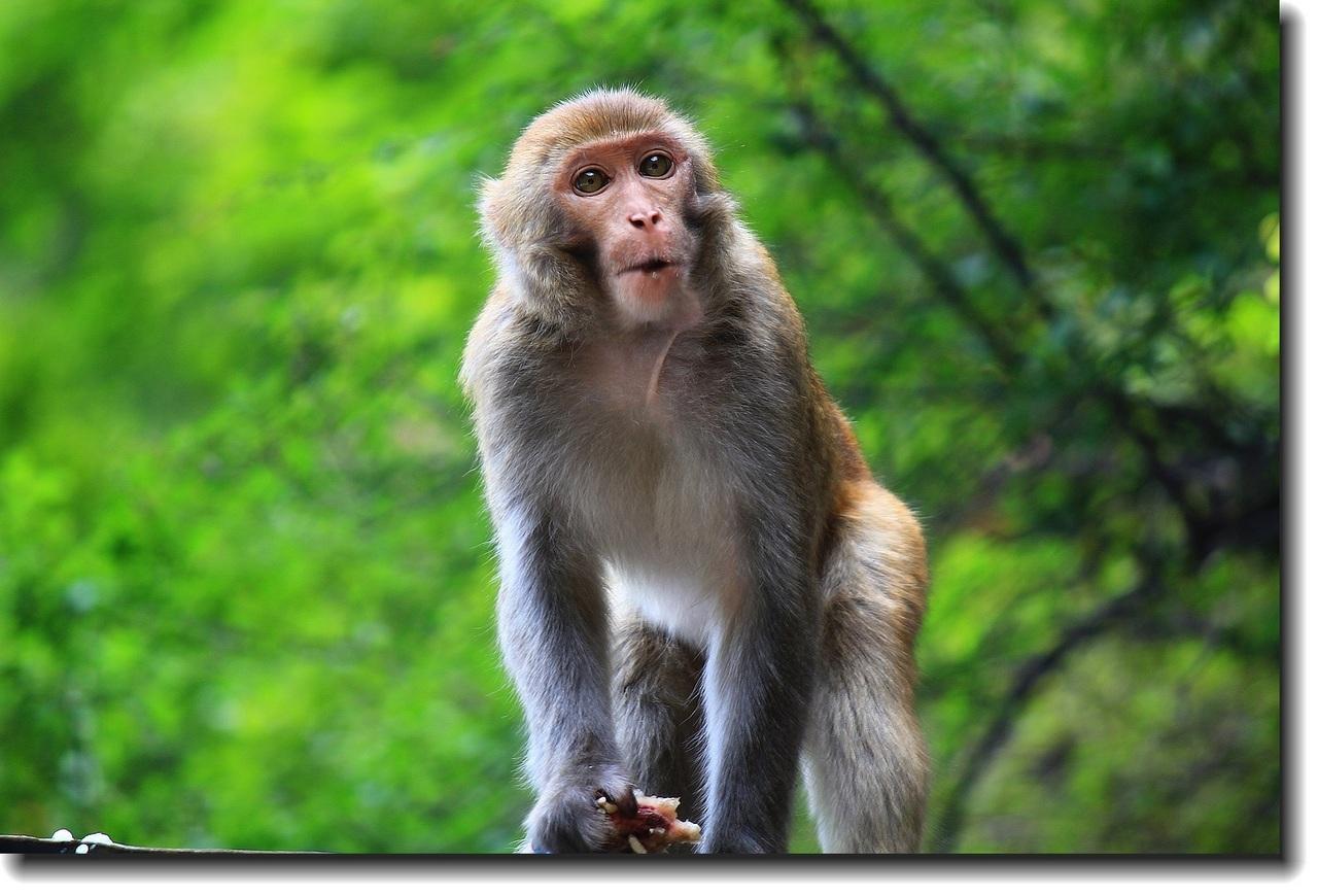 工人打死并煮食野生猕猴涉嫌杀害珍贵野生动物