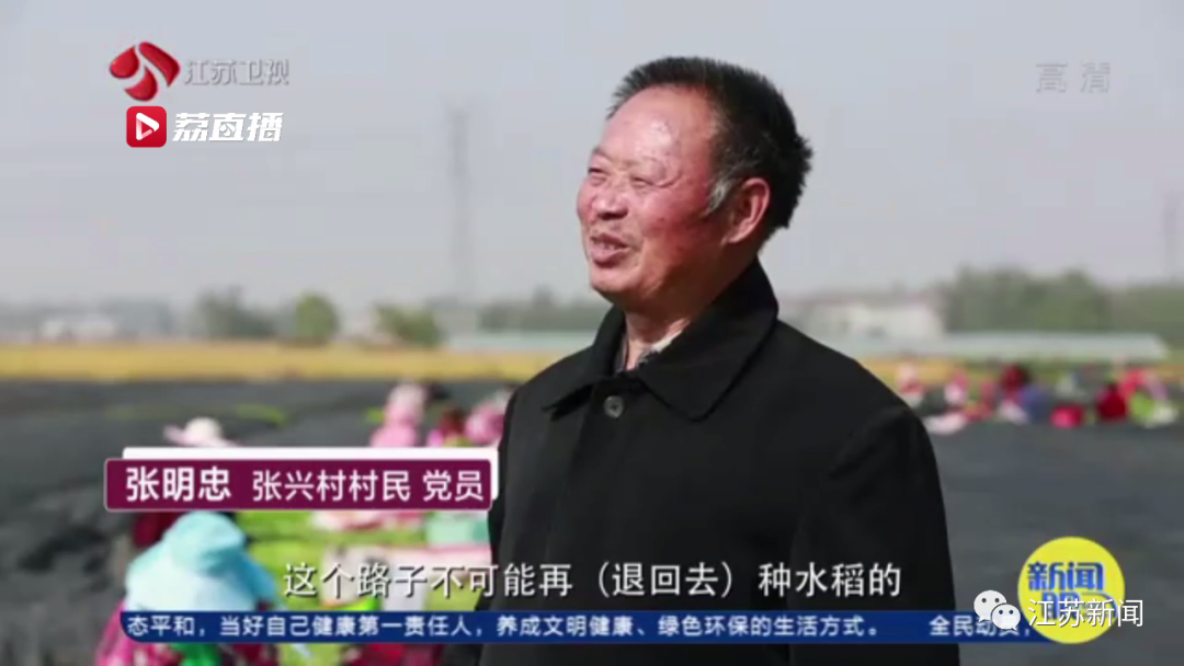 灌云“西瓜书记”第二次丰收，这次是芦蒿！小康路上，谁都不掉队