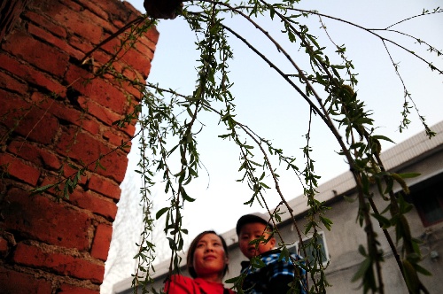 清明为什么要插柳？古代有什么寓意？一口气搞