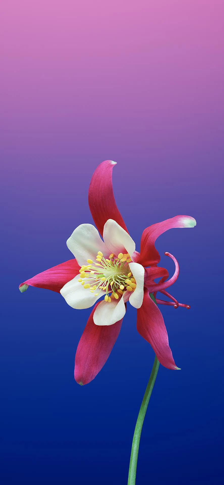 ios最經(jīng)典的幾款壁紙