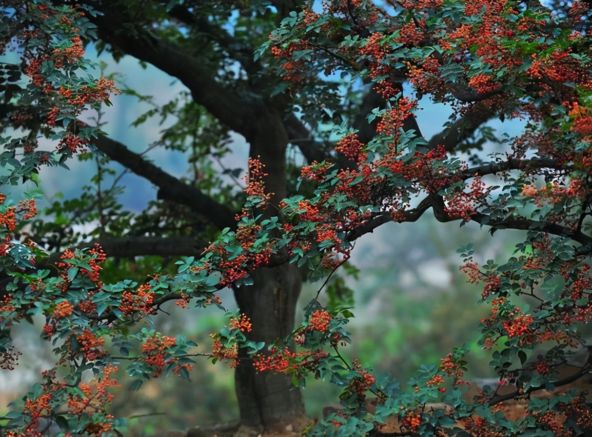 花椒树产量不高学会这4种修剪方法产量猛涨