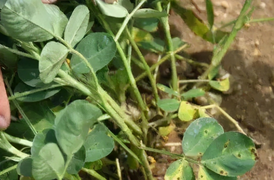 甲基硫菌靈和多菌靈，到底該選哪一個(gè)？一文幫你徹底搞懂