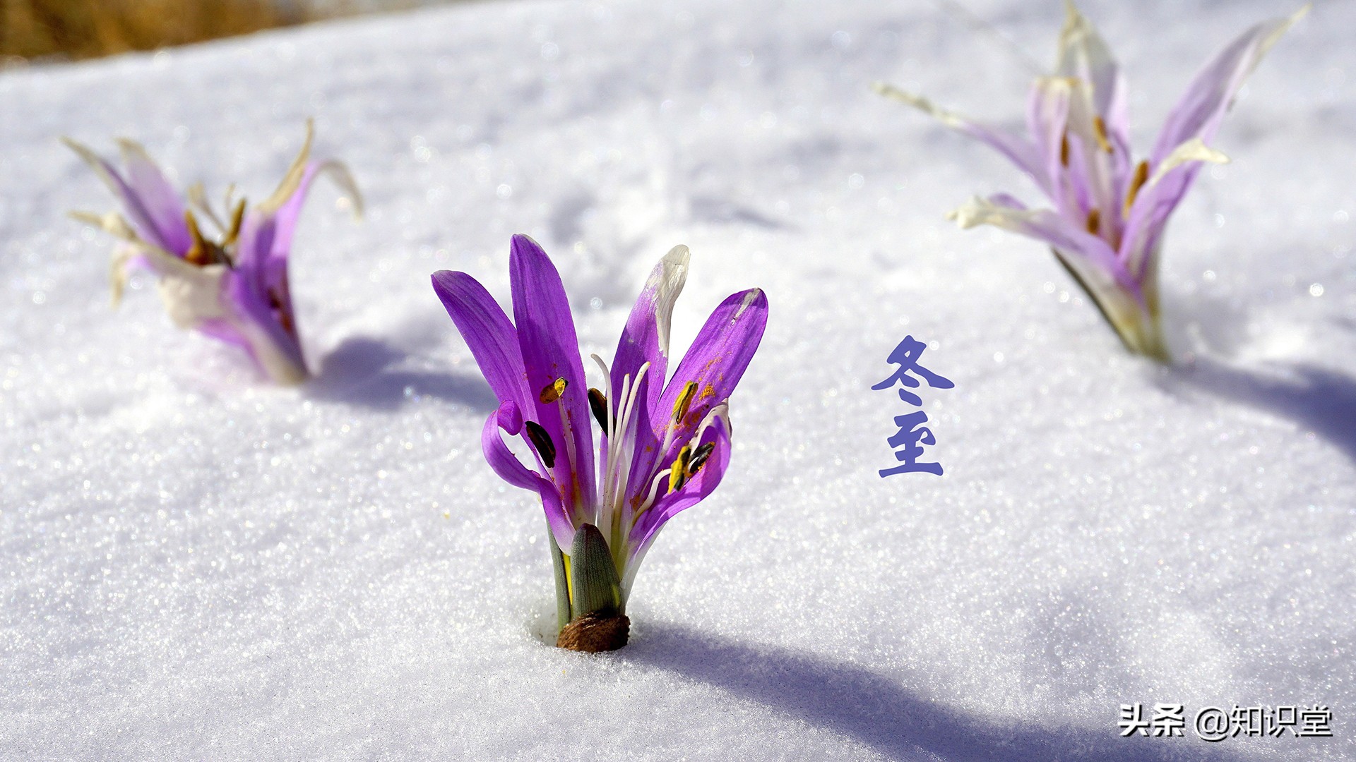 冬至节日语祝福语简短_冬至的节日祝福语_冬至节日语祝福语大全